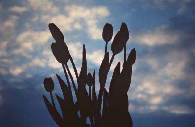 tulip sunset